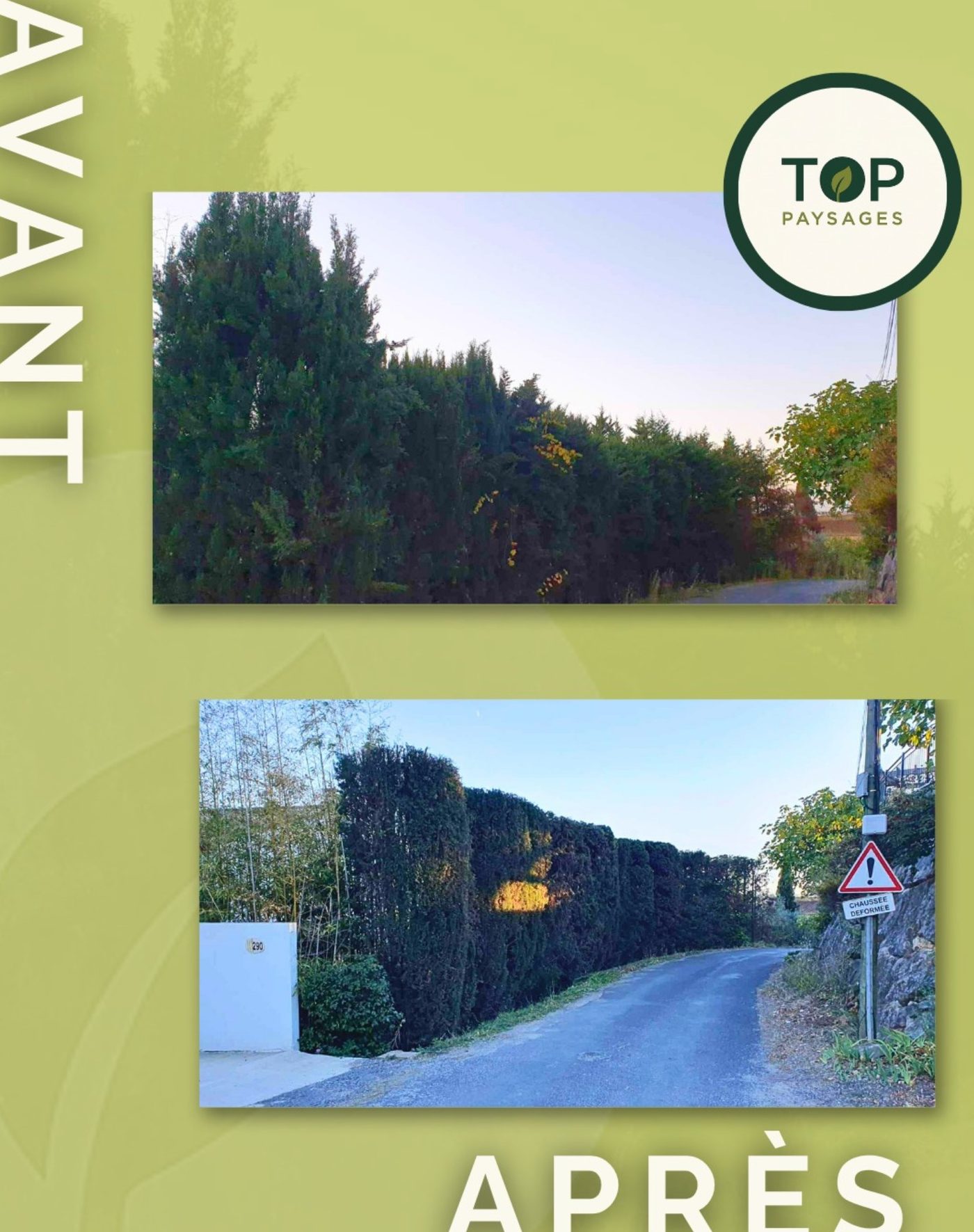 Taille de haie de cyprès avant après